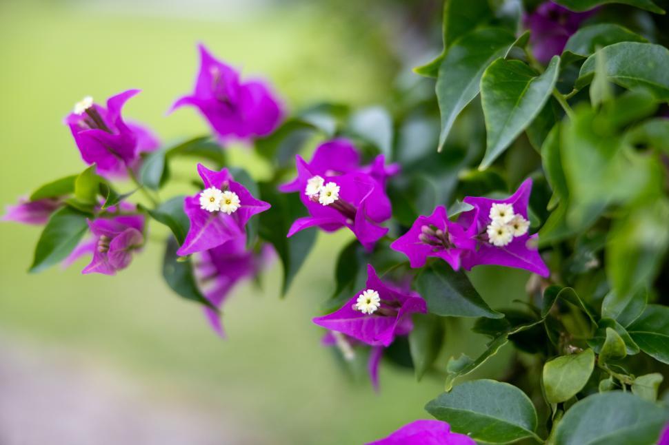 Free Image of Vibrant purple bougainvillea flowers blooming 
