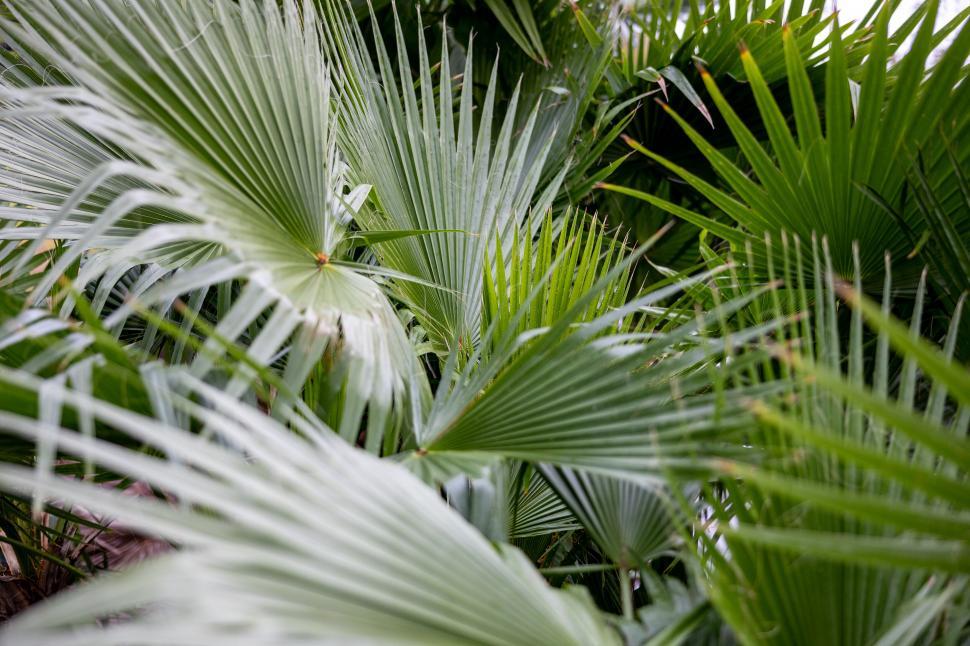 Free Image of Lush tropical palm leaves spread wide 