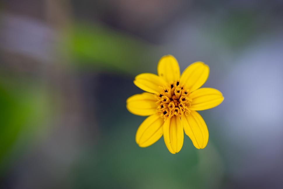 Free Image of Yellow wildflower isolated on blurred background 