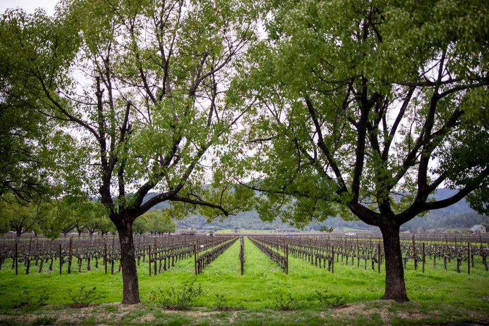 Free Image of Lush vineyard flanked by mature trees 