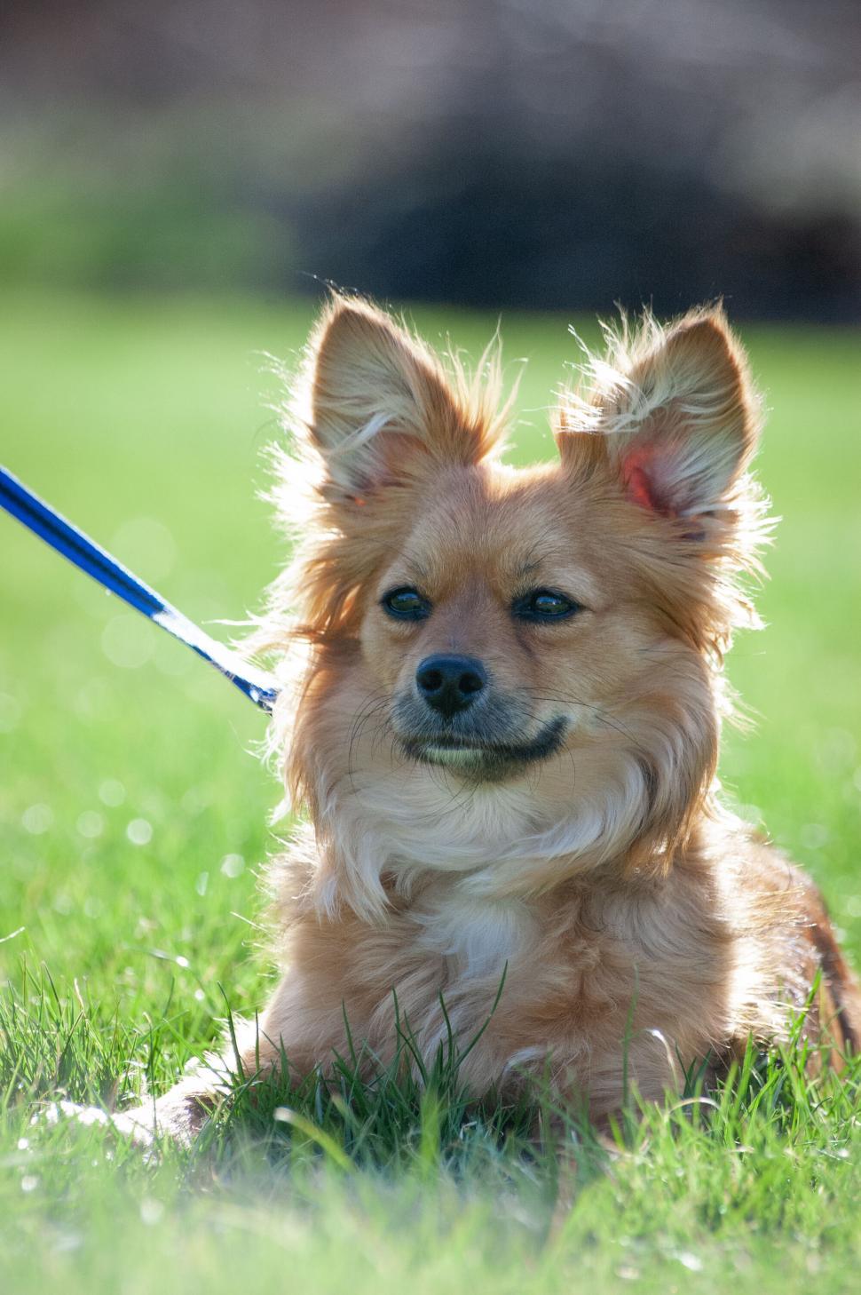 Free Image of Small dog on leash enjoying sunny green park 