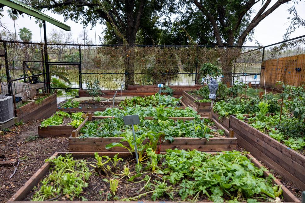 Free Image of Community garden with raised vegetable beds 