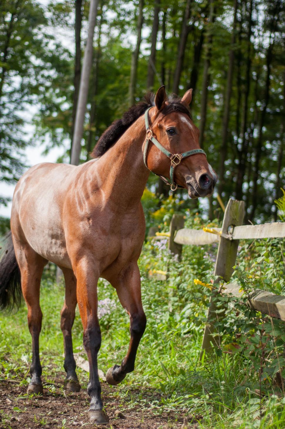 Free Image of Horse trotting in a fenced pasture 