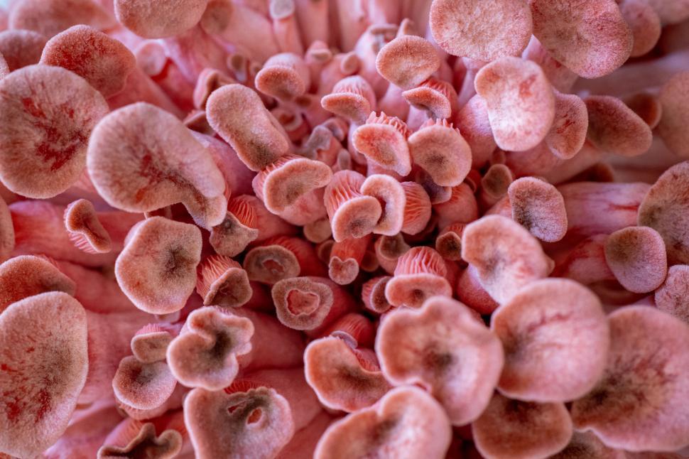 Free Image of Red sponge mushroom close-up texture 