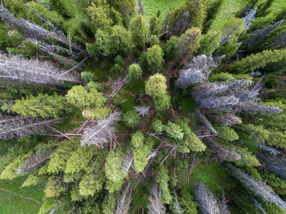Free Image of Aerial view of a dense mixed forest 