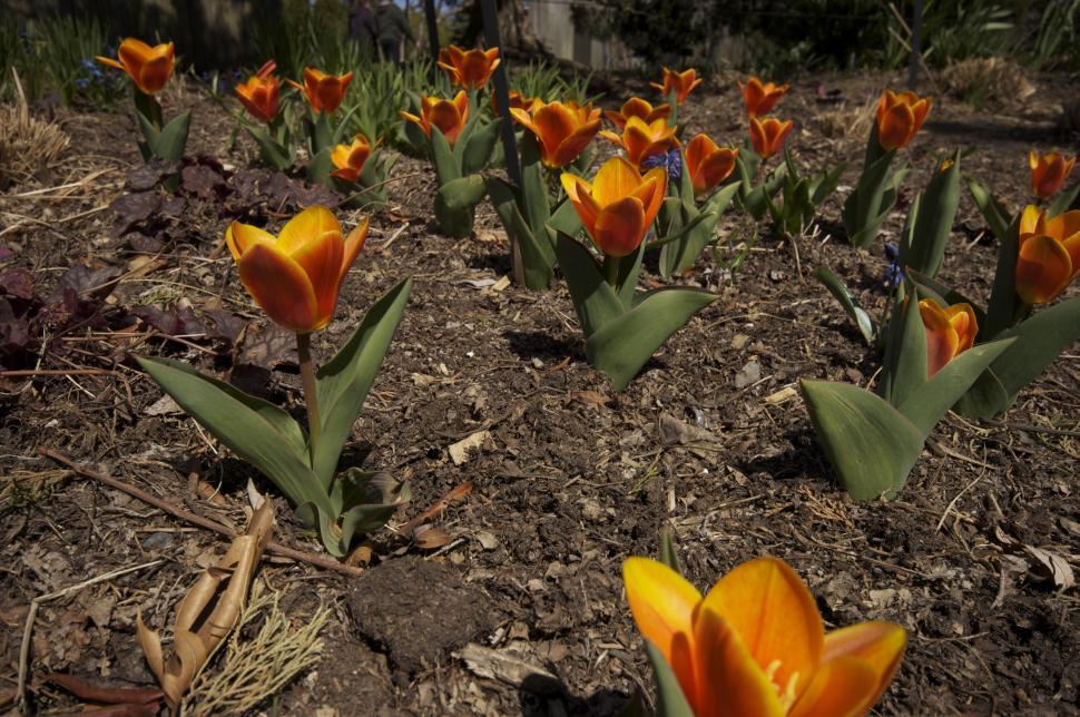 Free Image of Red orange tulips 
