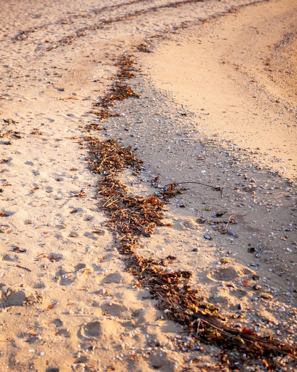Free Image of Seaweed line mark on a sandy beach at sunset 