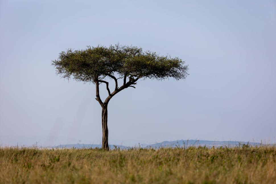 Free Image of Solitary tree in vast African savannah 