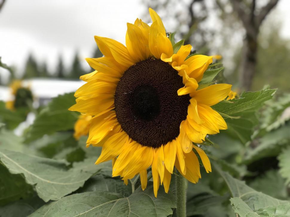 Free Image of Vibrant sunflower close-up shot 