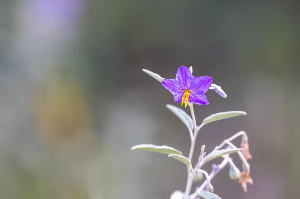 Free Image of Vibrant Solitary Purple Flower in Focus 