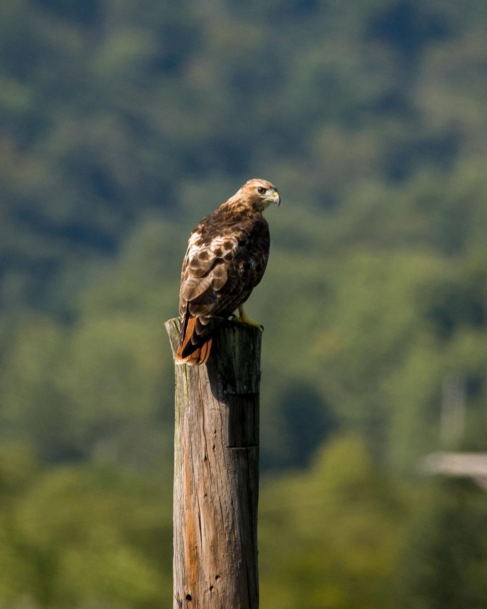 Free Image of Hawk Perched Atop a Wooden Post 