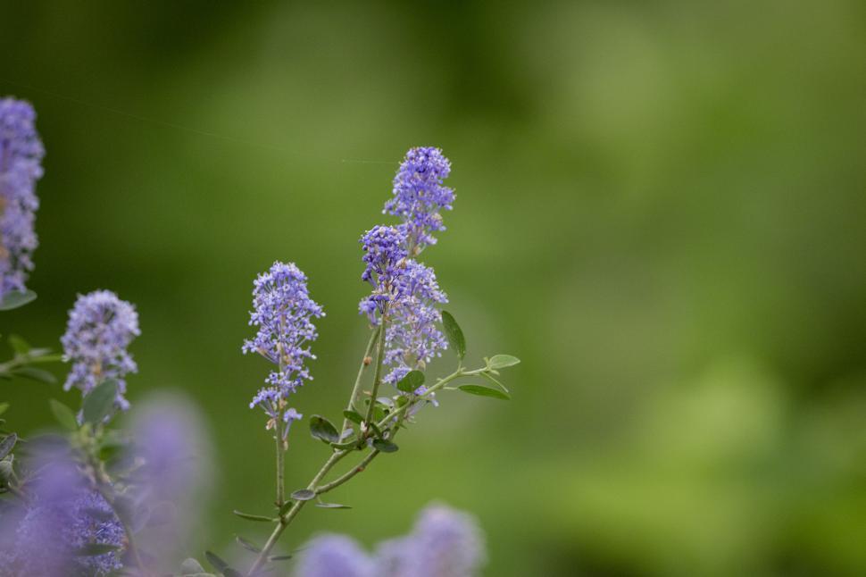 Free Image of Close-up of purple flowers with green leaves 