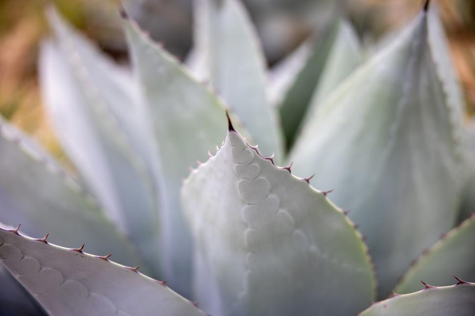 Free Image of Close view of a succulent plant s leaves 