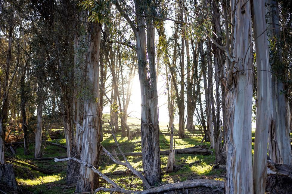 Free Image of Sunlight piercing through the Eucalyptus forest 