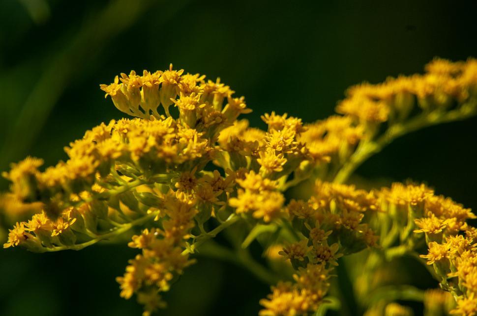 Free Image of Close-up of vibrant yellow wildflowers 