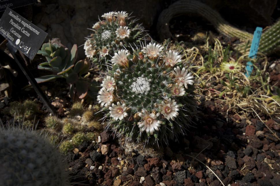 Free Image of Pincushion cactus 