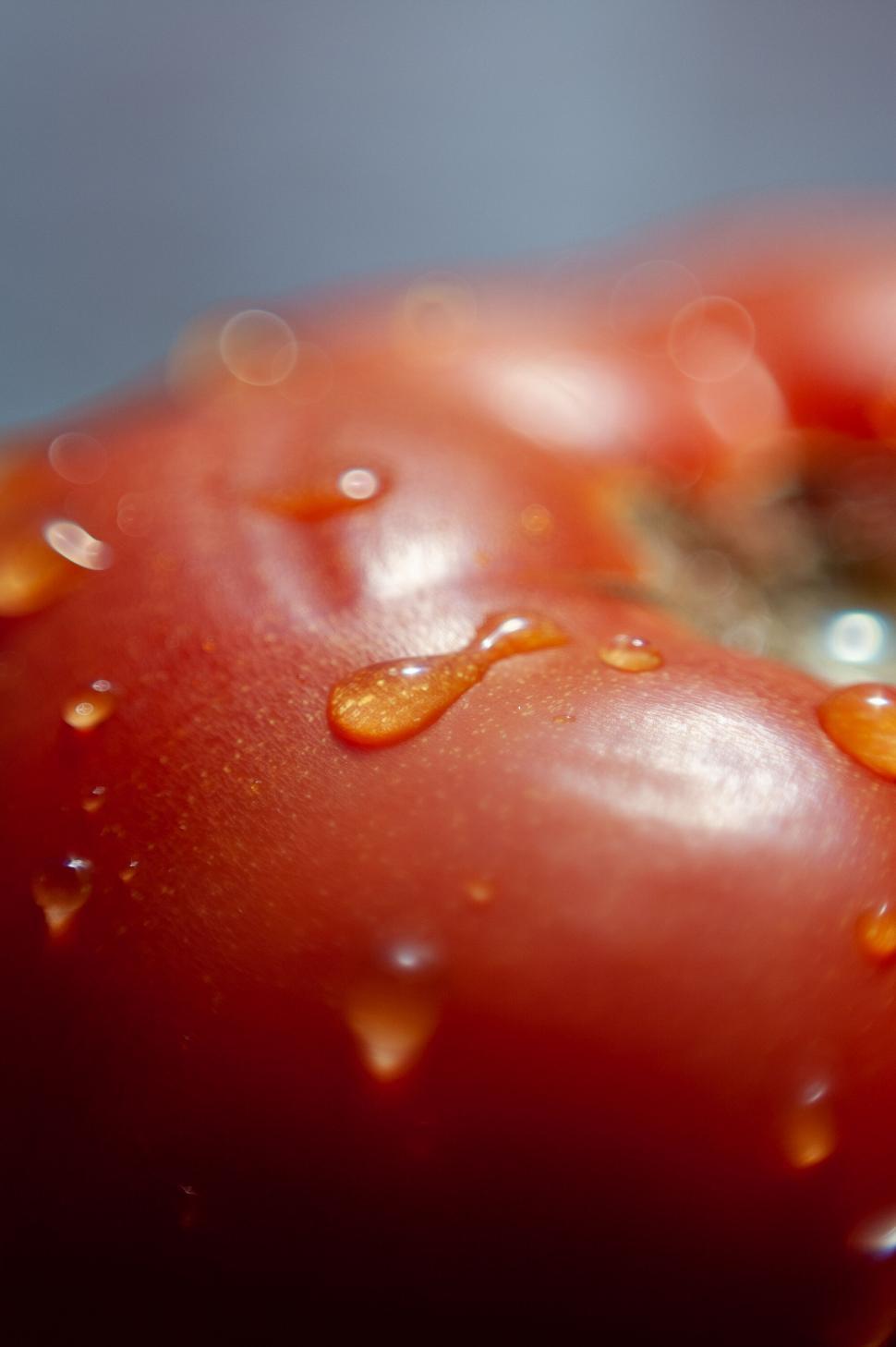 Free Image of Juicy red tomato with water droplets close-up 
