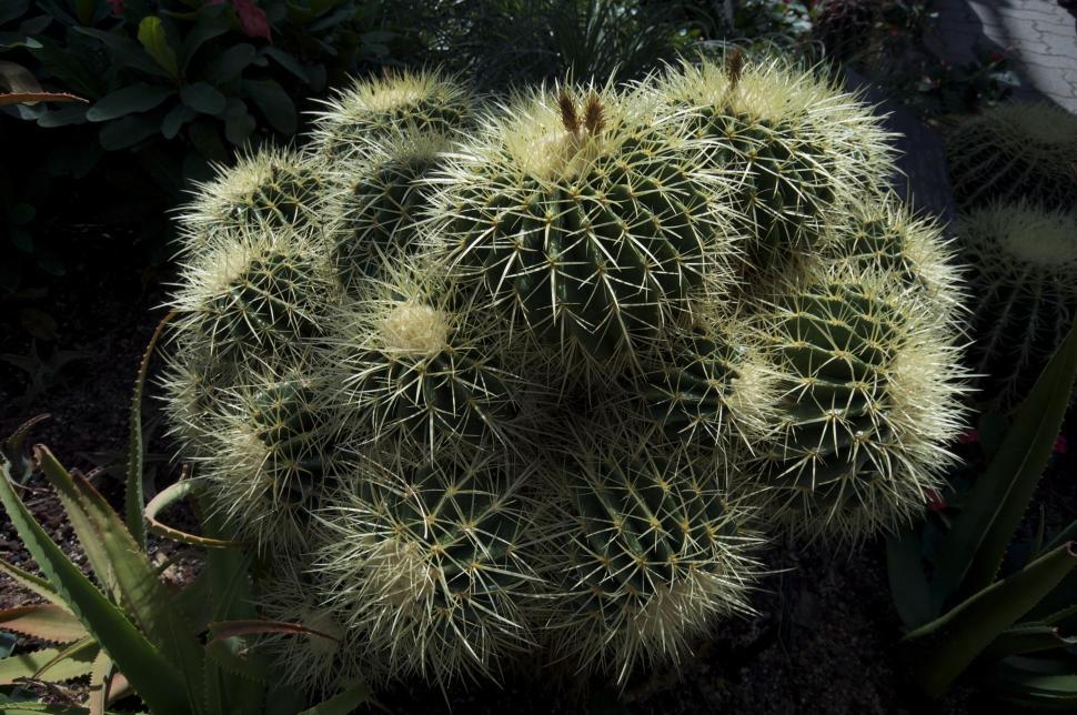 Free Image of Cactus 
