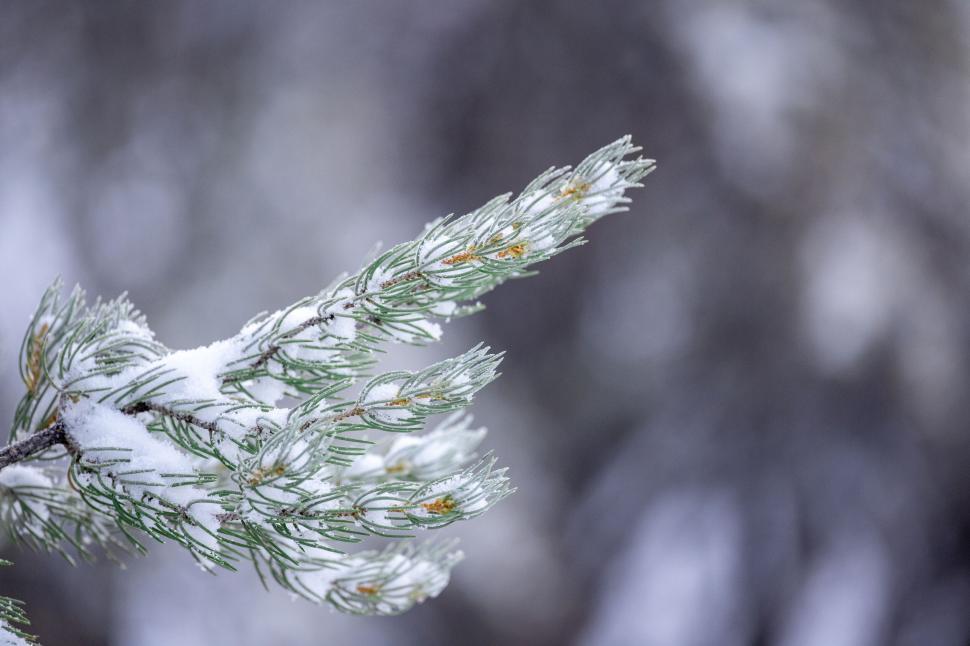 Free Image of Pine branch dusted with fresh snow 