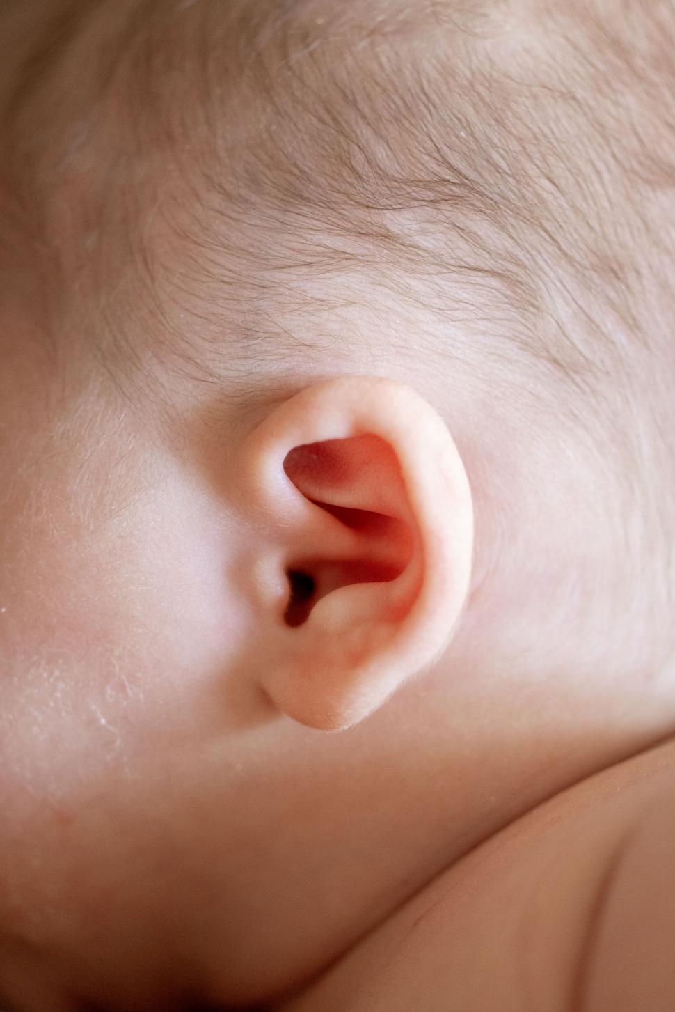 Free Image of Baby ear closeup showing tiny details 