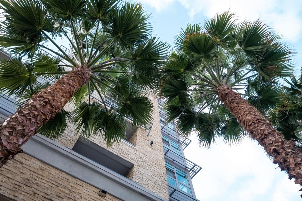 Free Image of Looking up at palm trees against modern building 