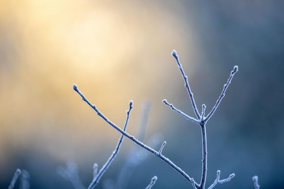 Free Image of Frost covered tree branches in winter 