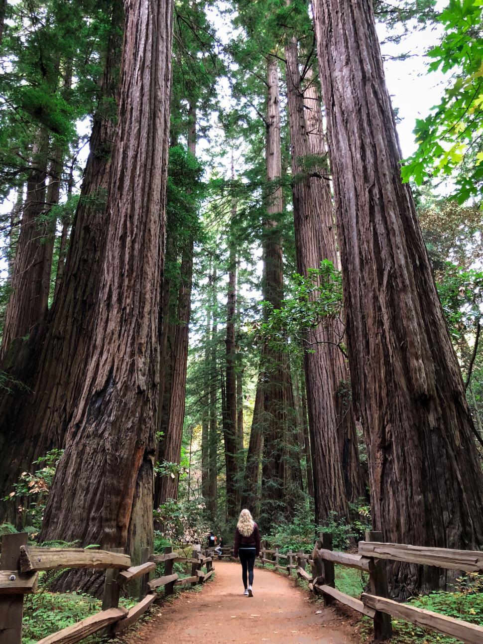 Free Image of Woman walking through giant redwood trees 