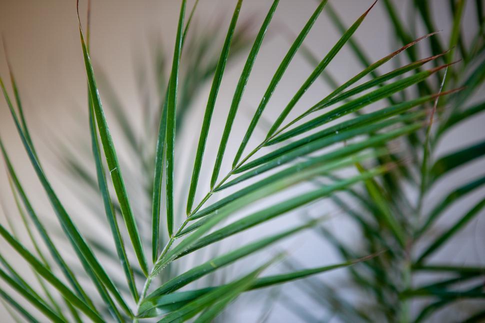 Free Image of Close-up of a vibrant green plant 