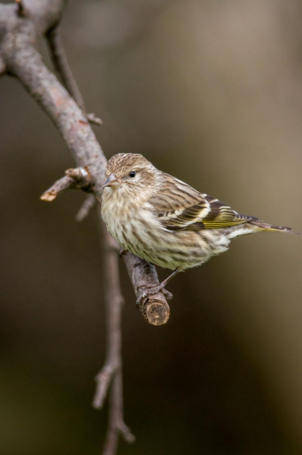 Free Image of Perched Pine Siskin Bird on a Branch 