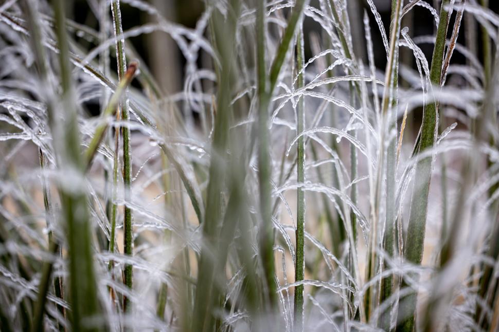 Free Image of Frozen grass in a winter morning scene 