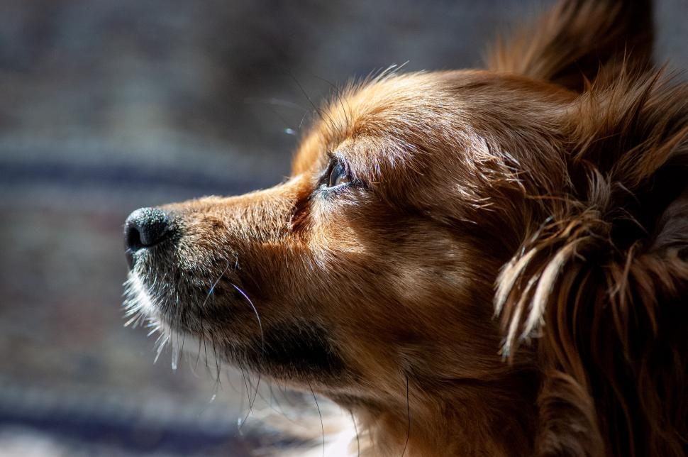 Free Image of Close view of a reddish-brown dog s face 