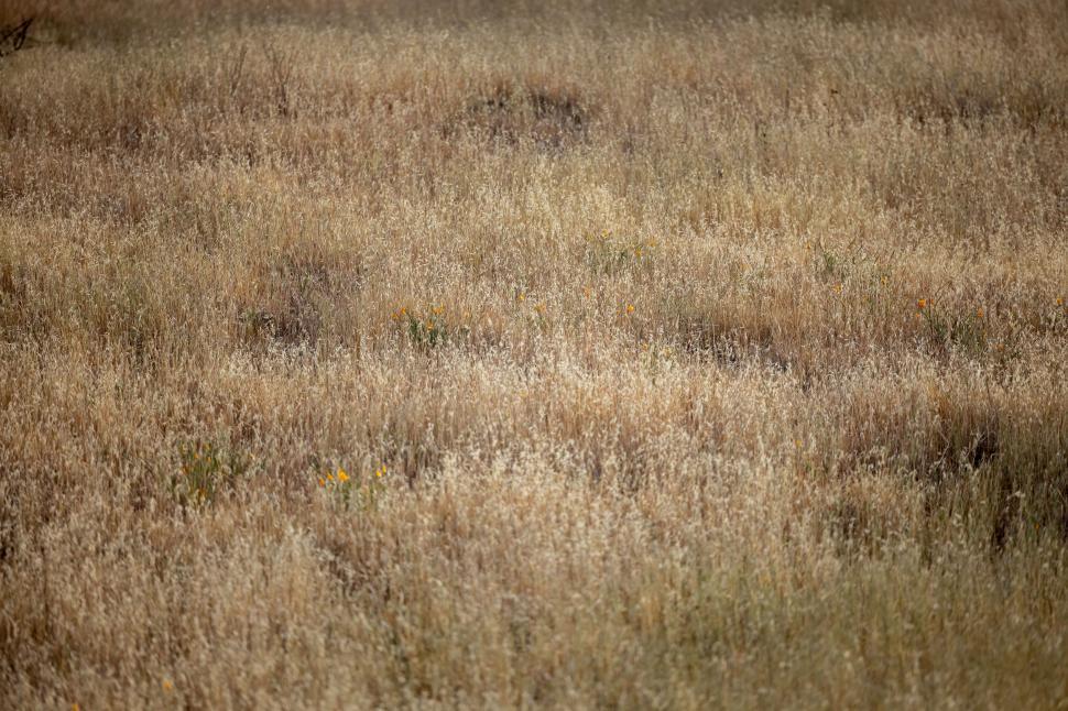 Free Image of Wildflowers in a dry golden field 