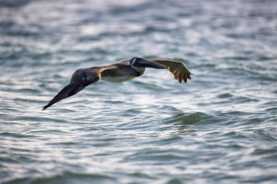 Free Image of Pelican flying over ocean surface 