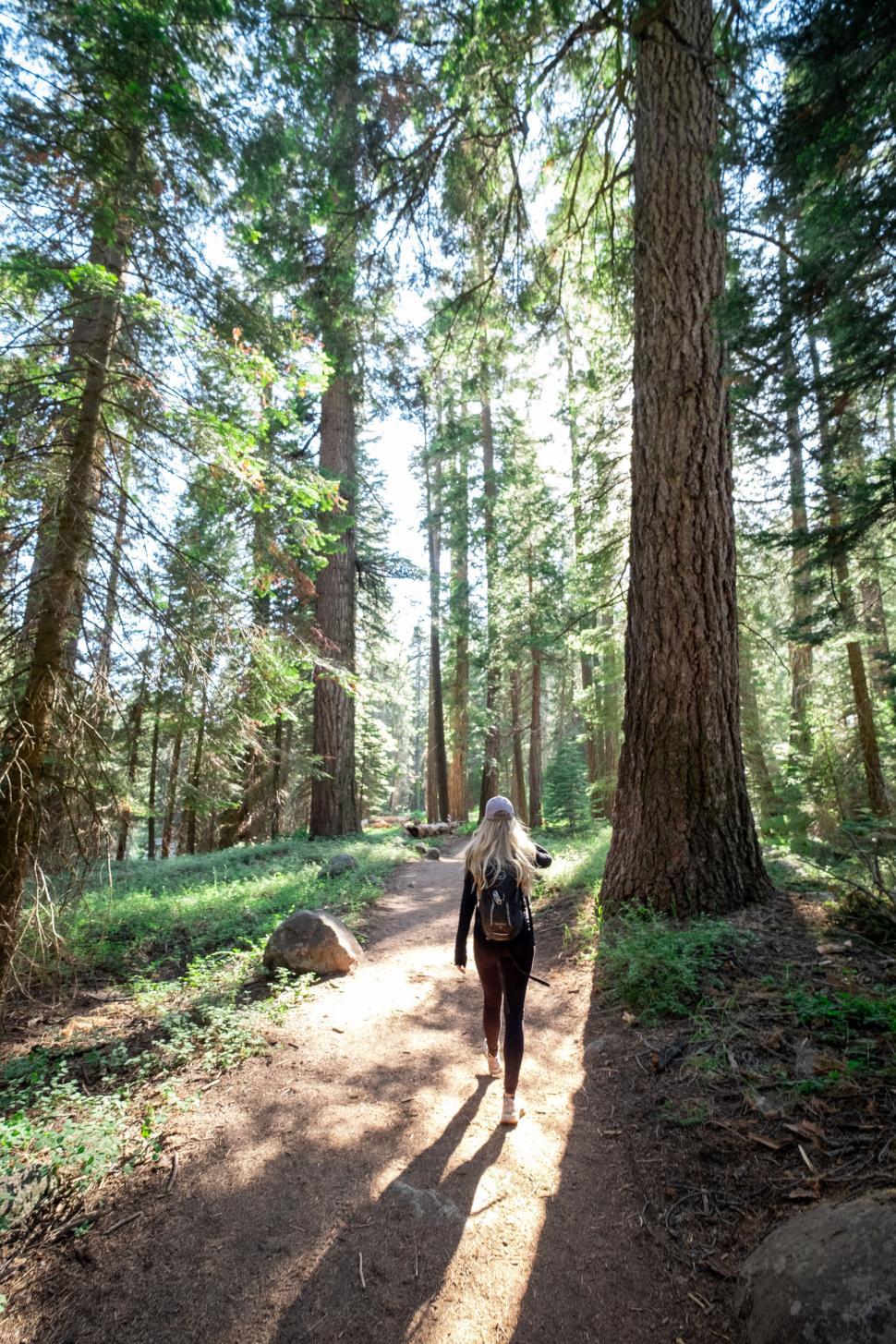 Free Image of Woman walking through a sunlit forest path 