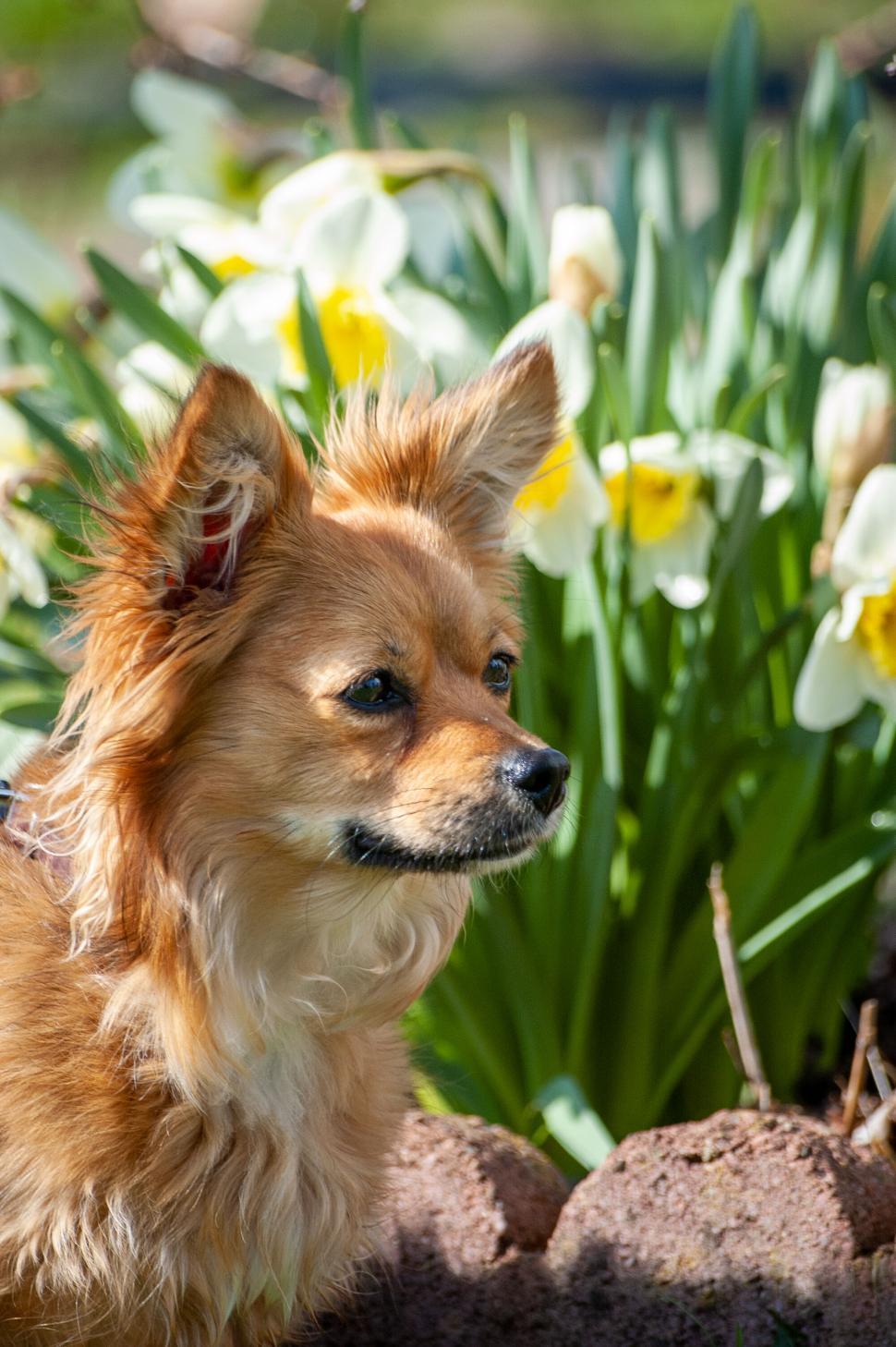 Free Image of Alert small dog among daffodils 