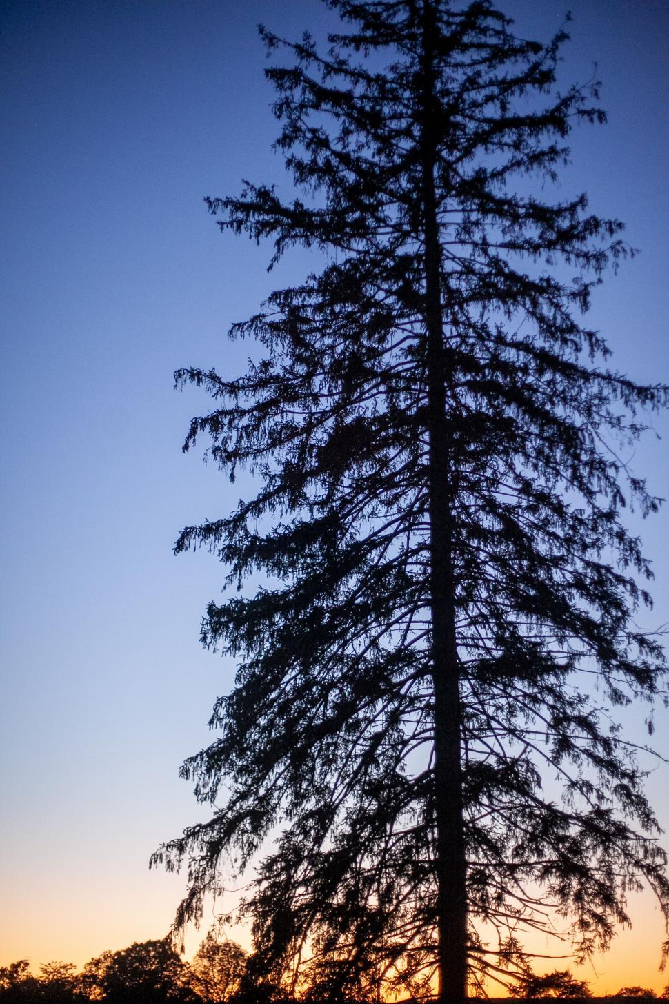Free Image of Silhouette of a tall pine tree at sunset 