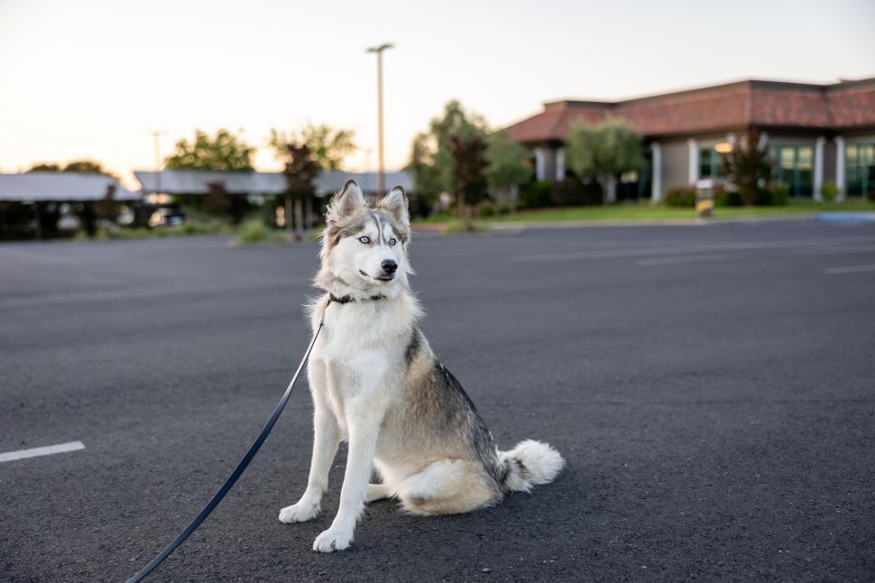 Free Image of Obedient husky dog sitting on pavement with leash 