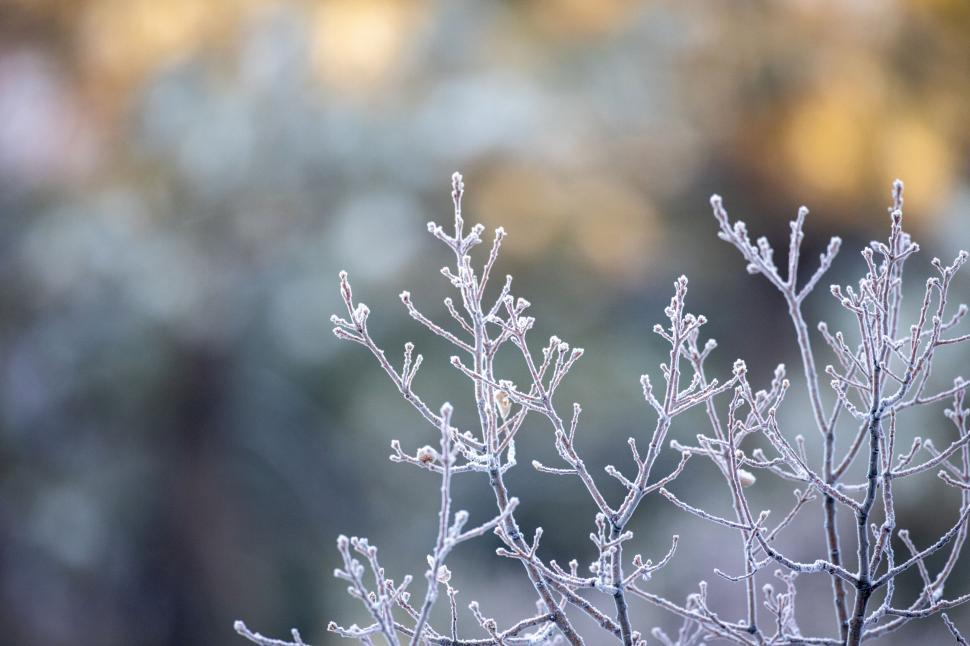 Free Image of Frosted branches on a cold winter s morning 