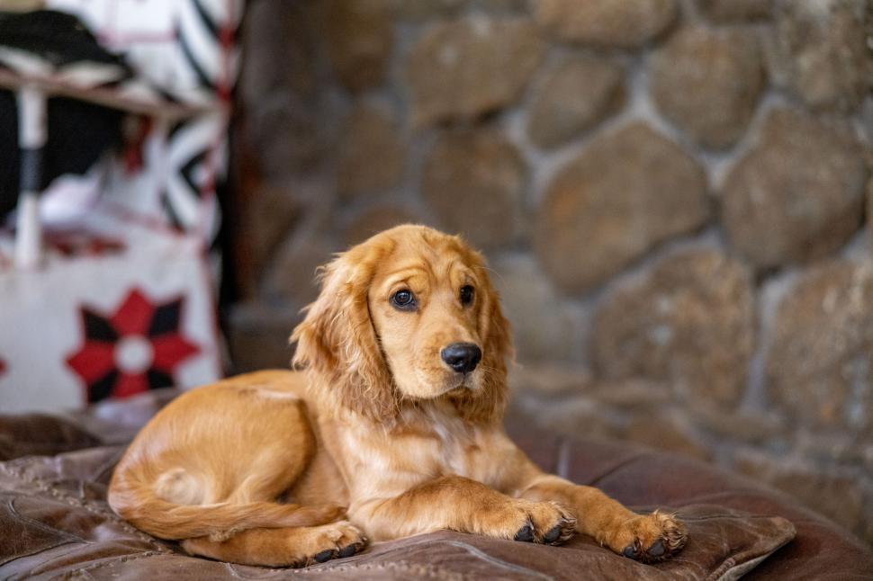 Free Image of Golden retriever puppy lounging on a couch 