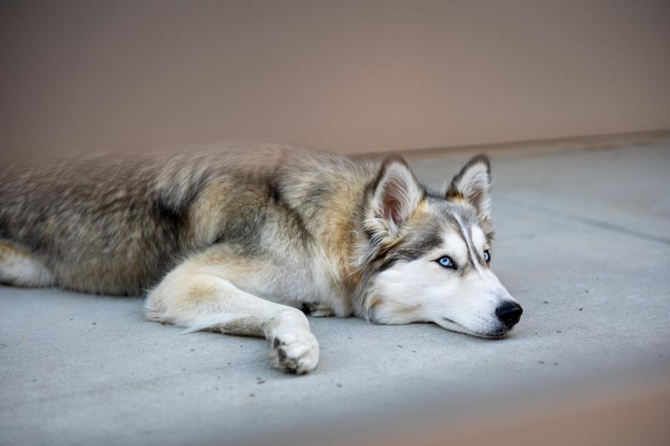 Free Image of Resting Siberian Husky on concrete floor 