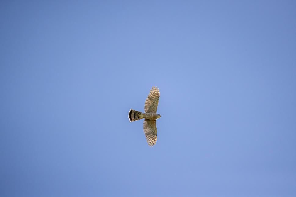 Free Image of Soaring hawk in a clear blue sky 