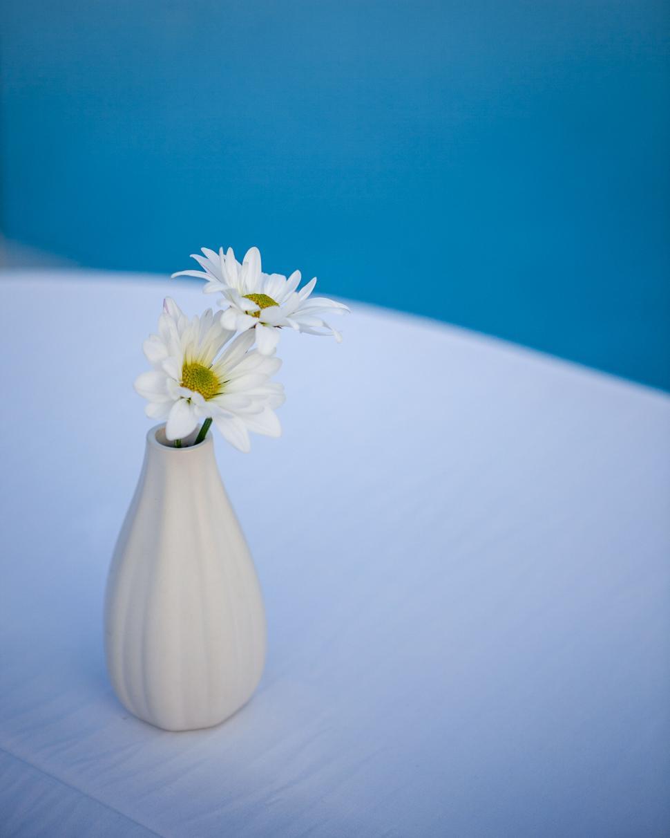 Free Image of White vase with daisies on a blue backdrop 