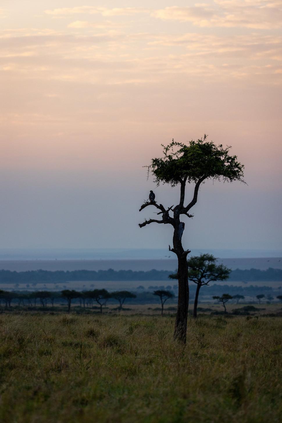 Free Image of Lone tree with a bird in savanna at sunset 