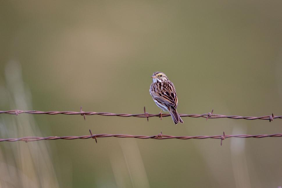Free Image of Sparrow perched on barbed wire fence 