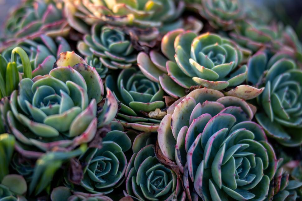Free Image of Pattern of succulent plants close-up 