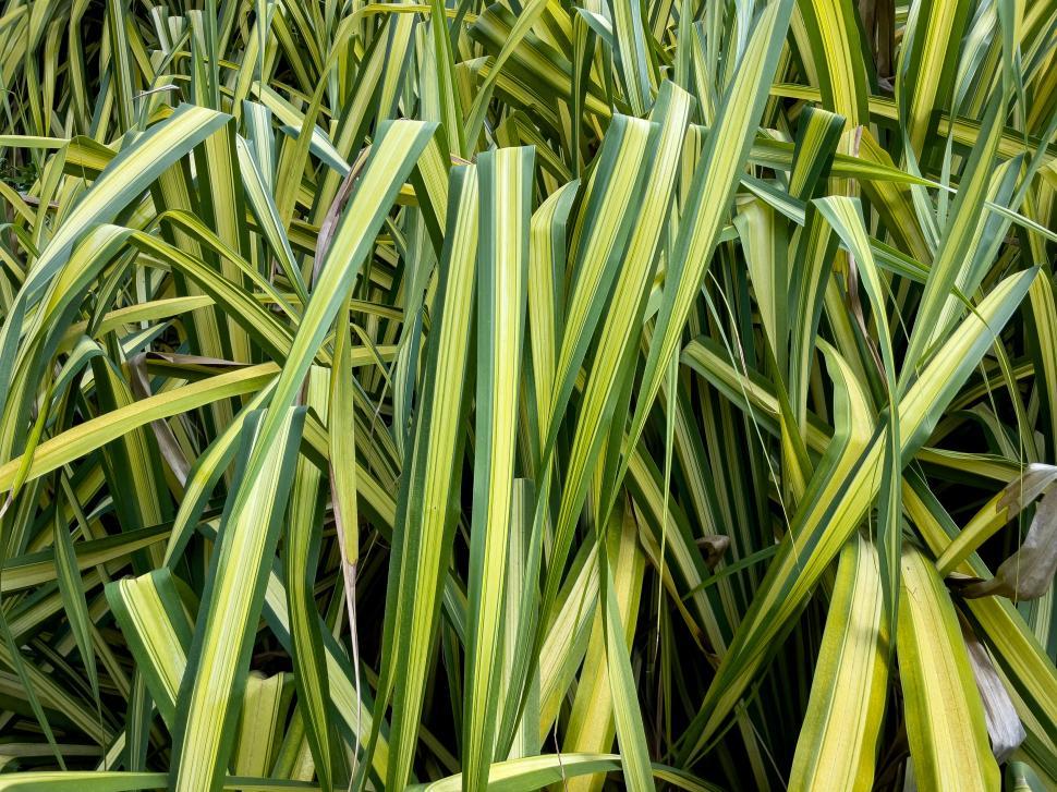 Free Image of Vibrant variegated green tropical leaves 