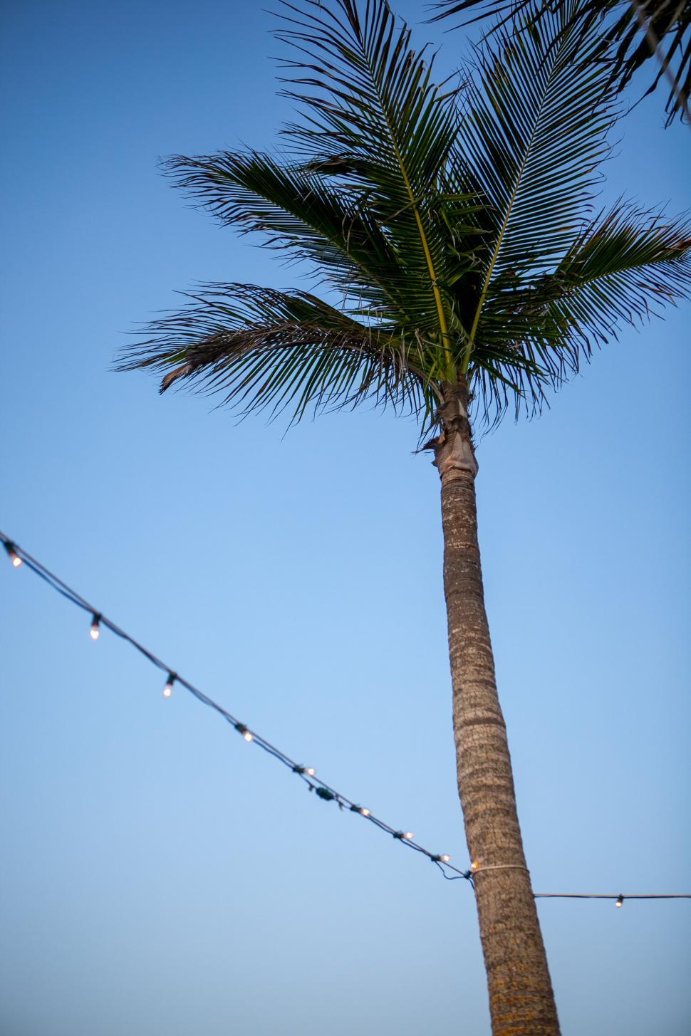 Free Image of Palm tree with string lights against blue sky 