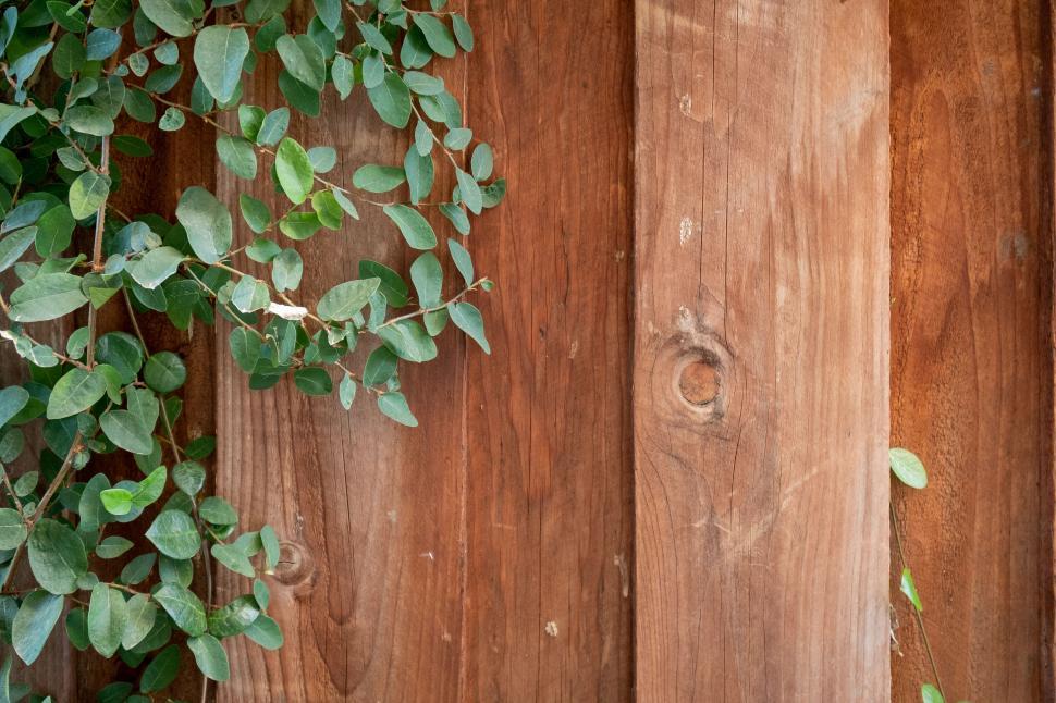 Free Image of Vine-covered wooden fence close-up texture 
