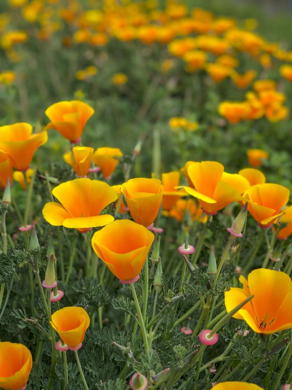 Free Image of Field of vibrant yellow poppy flowers close-up 