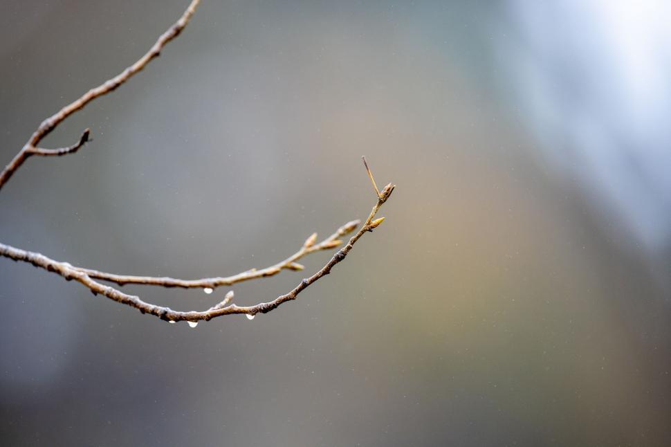 Free Image of Bare tree branch with blurred background 